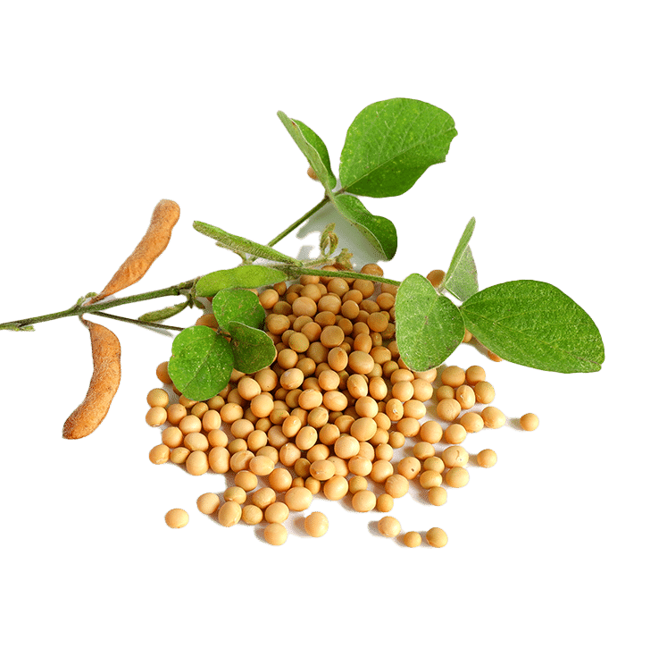 Soybeans and soybean plant, the source of nattokinase